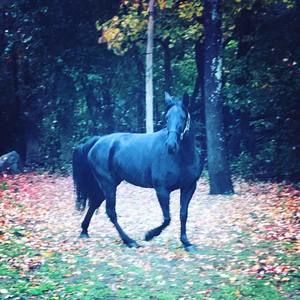 Meet your Posher, Kristin